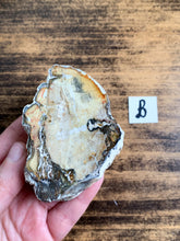 Load image into Gallery viewer, Medium Petrified Wood Specimen with Polished Top - Grounding // Calming
