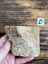 Load image into Gallery viewer, Medium Petrified Wood Specimen with Polished Top - Grounding // Calming
