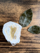 Load image into Gallery viewer, Medium Petrified Wood Specimen with Polished Top -  Grounding // Calming
