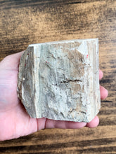 Load image into Gallery viewer, Medium Petrified Wood Specimen with Polished Top -  Grounding // Calming

